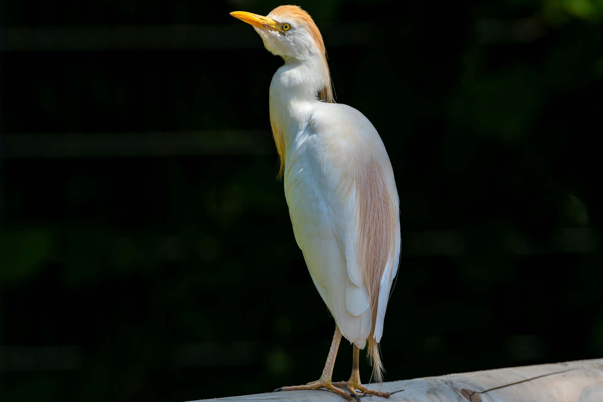 A white bird standing on top of a wooden post